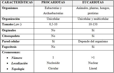 CÉLULA EUCARIOTA y PROCARIOTA | Definicion, clasificacion ...