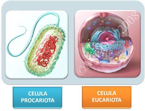 Celula Eucariota Y Procariota Diferencias | diferencia ...