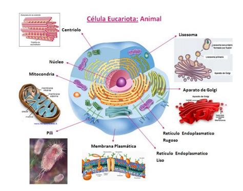 Celula Eucariota Y Sus Partes Pictures to Pin on Pinterest ...