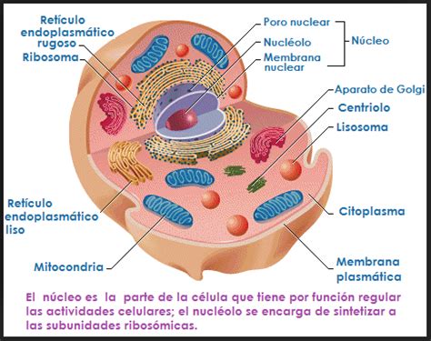 Célula Eucariótica 3   Núcleo, Núcleo   Banco de Preguntas ...