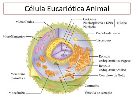 Célula Eucariótica Animal e suas Organelas   ppt video ...
