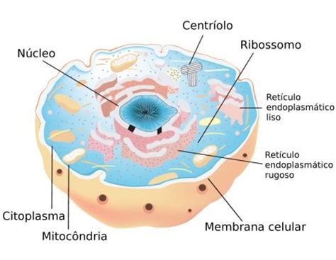 Célula eucariótica ou eucarionte   Biologia   InfoEscola