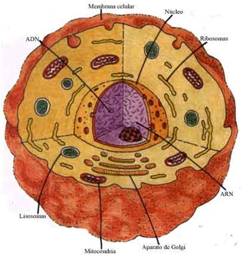 celula: la celula y sus partes