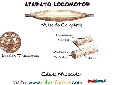 Célula Muscular – Aparato Locomotor | CiberTareas