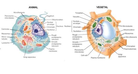 Célula procarionte e eucarionte animal e vegetal: Resumo ...