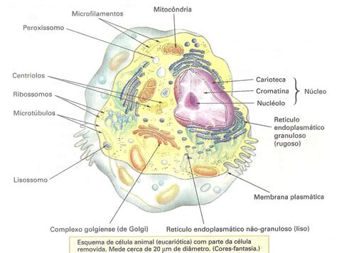 Célula Procarionte X célula Eucarionte – BioCriativa