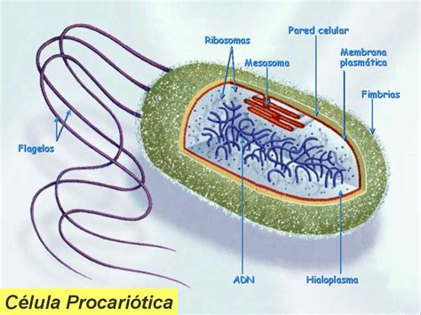 Célula procarionte y eucarionte
