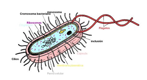 Célula Procariota   BIOLOGÍA
