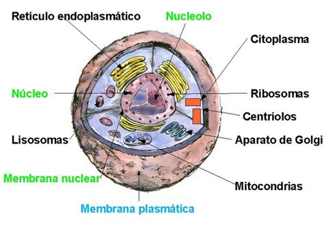 Celula procariota con sus partes   Imagui