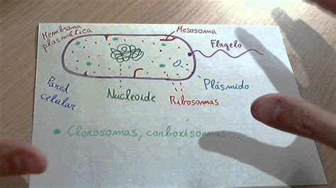 Celula procariota: estructura general   YouTube