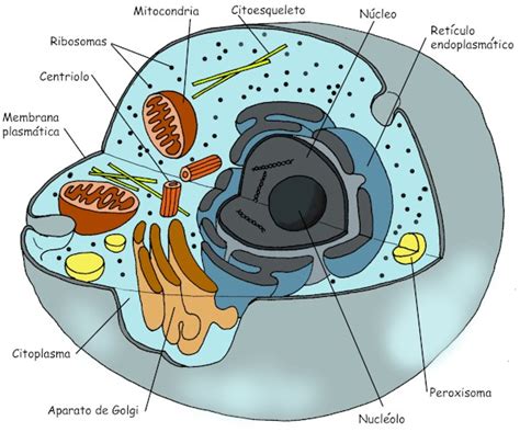 celula procariota , eucariota,animal,vegetal entra ...