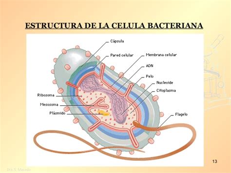 Celula procariota