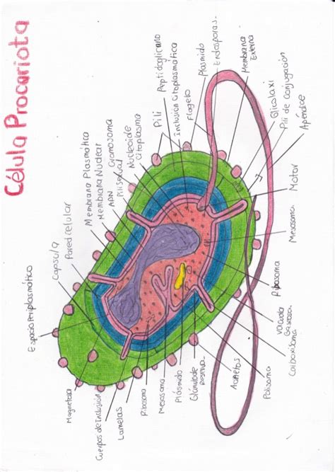 celula procariota