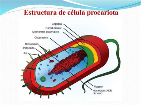 Celula procariota