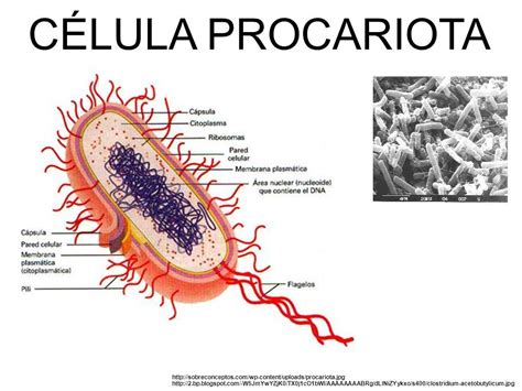 célula Procariota [Post largo]   Ciencia y Educación ...