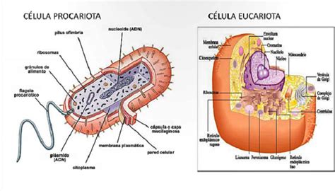 Célula procariota ¿Qué es y qué significa? ¡Aprender Ahora!