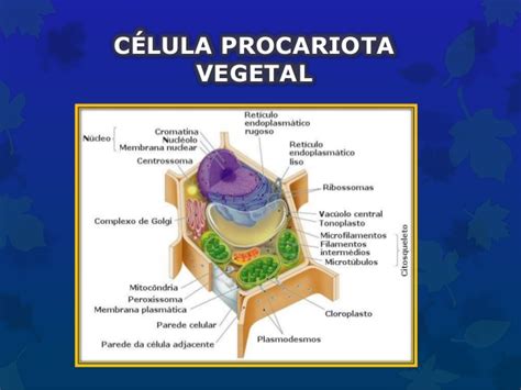 Célula procariota vegetal