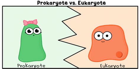 Célula procariota vs. eucariota | Infografías de salud y ...