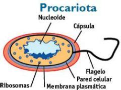 Celula Procariota y Celula eucariota Tarjetas de ...