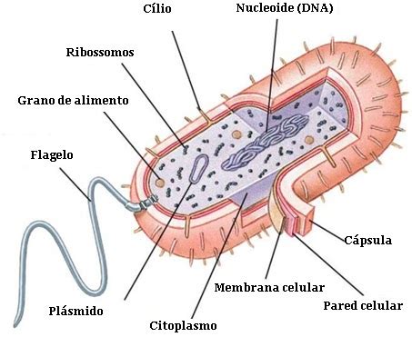 Celula...Unidad estructural & Funcional de los seres vivos ...