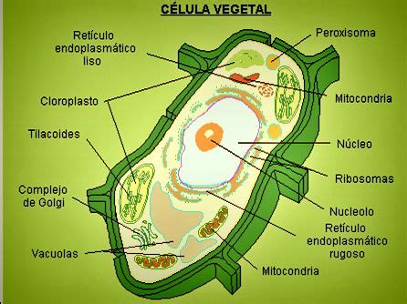 CÉLULA VEGETAL. | CIENCIAS NATURALES. NATURAL SCIENCES ...