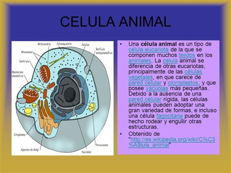 CELULA VEGETAL La mayoría de las células tienen tres zonas ...