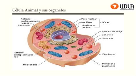 Célula vegetal y célula animal ppt