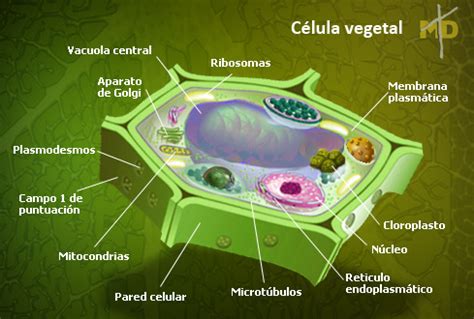 Celula vegetal y sus partes | Ciencias Naturales Online