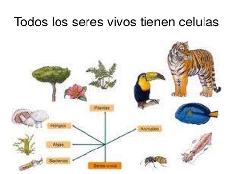 Celulas animal y vegetal