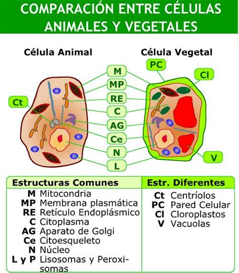 Células animales y vegetales  Educarchile    Didactalia ...