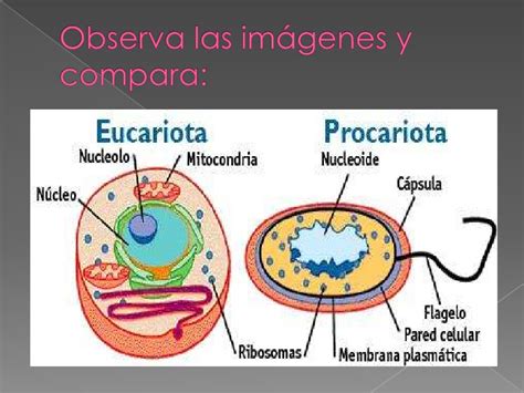 Células animales y vegetales; procariotas y eucariotas