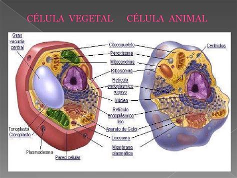 Células animales y vegetales; procariotas y eucariotas