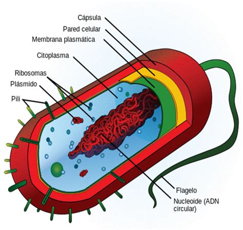 Células ecucariotas y procariostas   Monografias.com