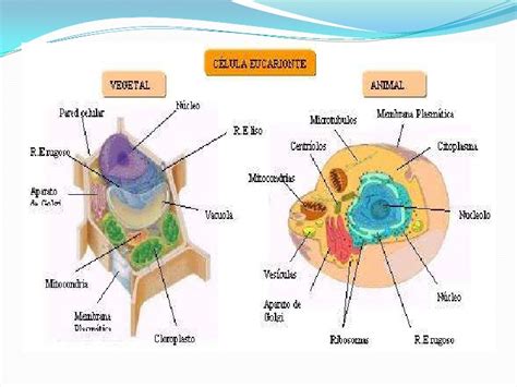 Celulas Euca Y Procariontes