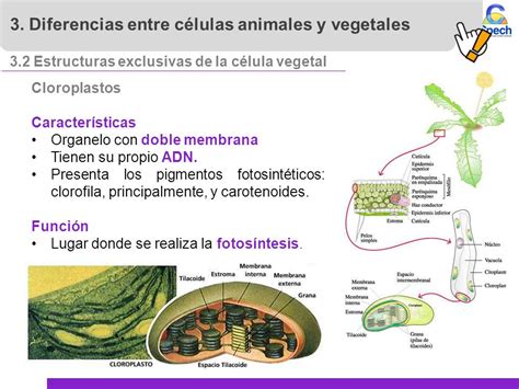Células eucariontes: células animales y vegetales   ppt ...