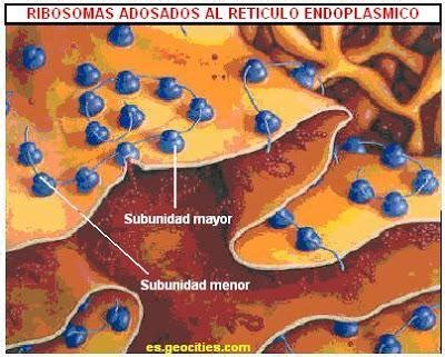 Celulas eucariotas   Paperblog