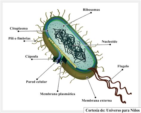 Celulas eucariotas y procariotas explicacion para niños