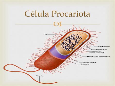 Células Eucariotas y Procariotas   ppt video online descargar