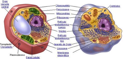 Células Eucariotas y Procariotas: Semejanzas y Diferencias ...