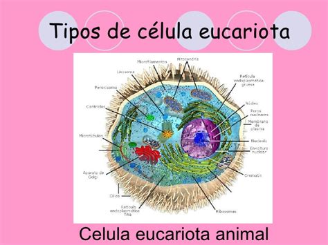 Celulas eucariotas y procarotas