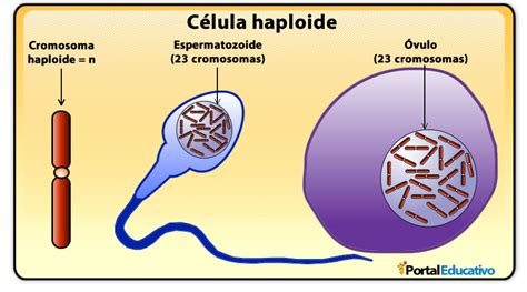 Células haploides y diploides
