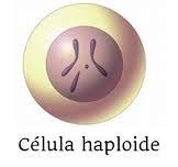 Células haploides y diploides – eunicequezada
