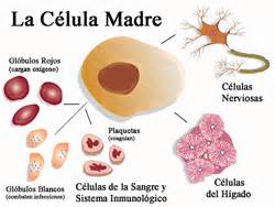 Células madre | Fibromialgiamelilla