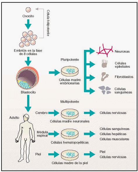 Células Madre Multipotentes :Estas solo pueden regenerara ...