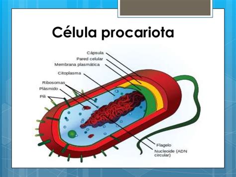Celulas procariotas con sus partes   Imagui