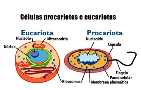 Células procariotas e eucariotas   Biologia   Grupo Escolar