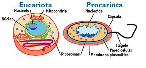 Células Procariotas e Eucariotas: Semelhanças entre elas