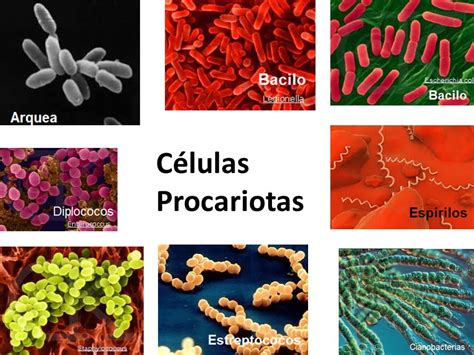 Células Procariotas, eucariotas. Célula vegetal y animal ...