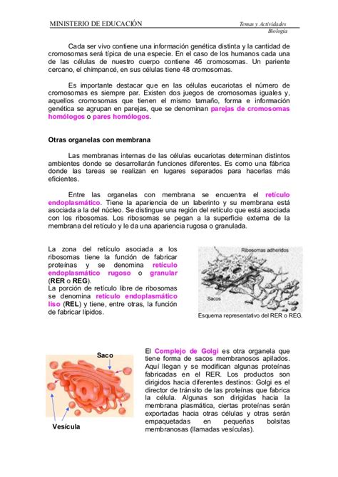 Celulas procariotas eucariotas diferencias