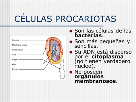 Celulas procariotas